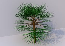 Fanpalm