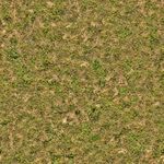 ground grass