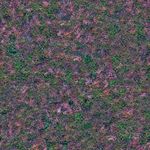 ground grass