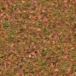 ground grass