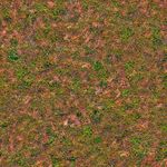 ground grass