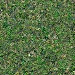ground grass