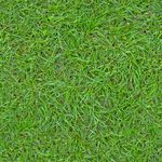 grass