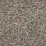 dry grass