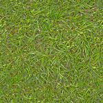 grass