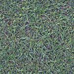 grass