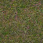 grass