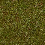 grass