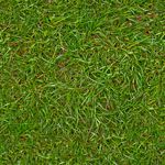 grass