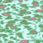 cells